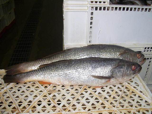 image of Seatrout